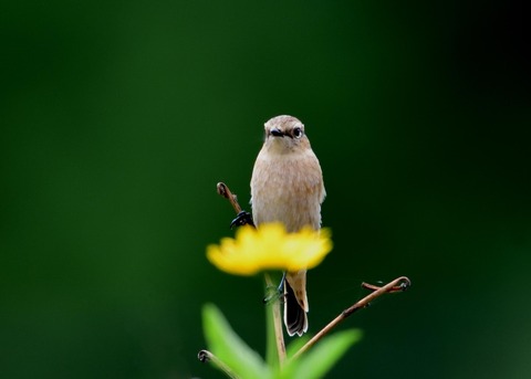 ノビタキ♀冬羽3939