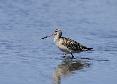 オオソリハシシギ9128