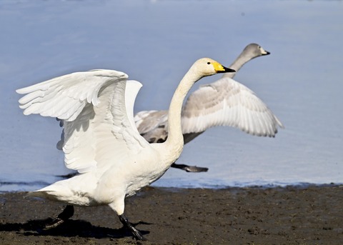 オオハクチョウ3214