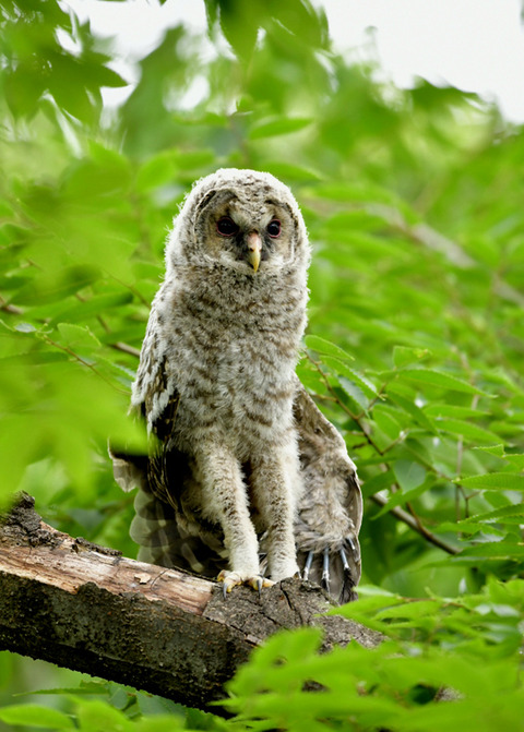 フクロウのヒナ0504
