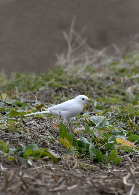白化・ハクセキレイ8161