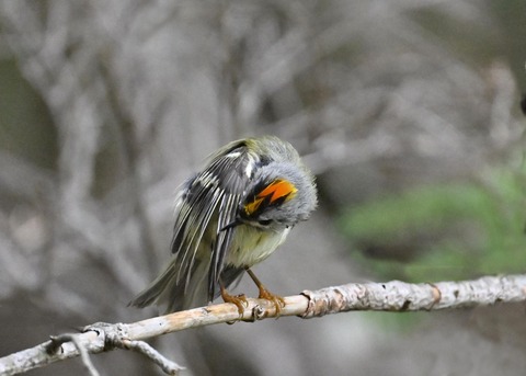 キクイタダキ♂2192