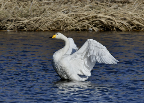 オオハクチョウ8626