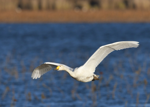 オオハクチョウ3571