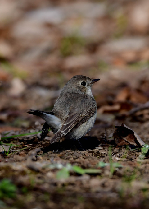ニシオジロビタキ♀3338