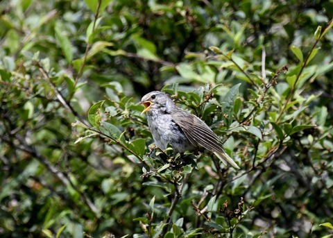 ウグイス幼鳥2607 - コピー