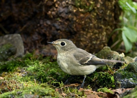 コサメビタキ1659