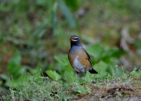 マミチャジナイ♂1202