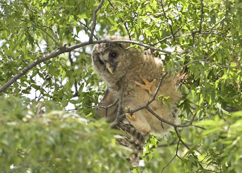 フクロウのヒナ7788