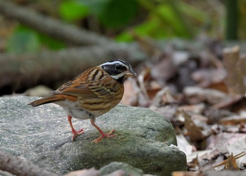 シロハラホオジロ♂0859