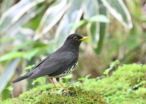 クロツグミ♂3308