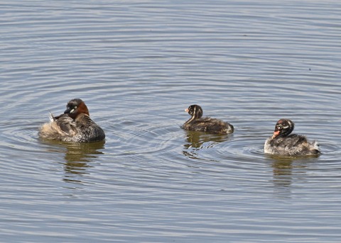 カイツブリ親子3903