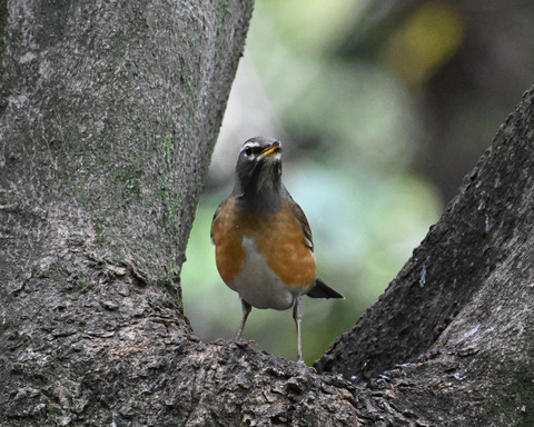 マミチャジナイ2762