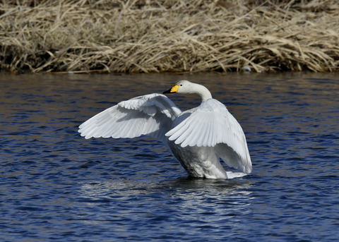 オオハクチョウ8625