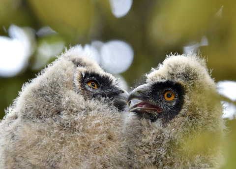 トラフズクのヒナ④⑤7150