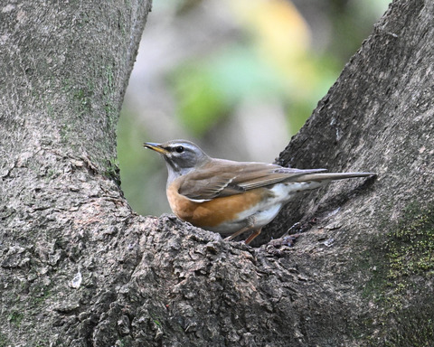 マミチャジナイ1677