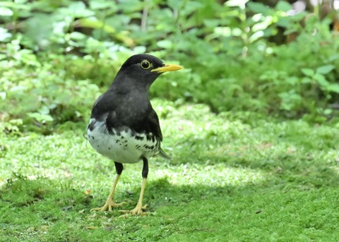 クロツグミ♂4124