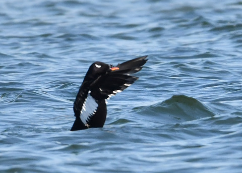 ビロードキンクロ♂0851