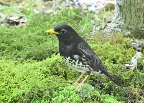 クロツグミ♂5578