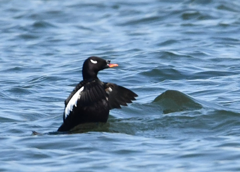 ビロードキンクロ♂0852