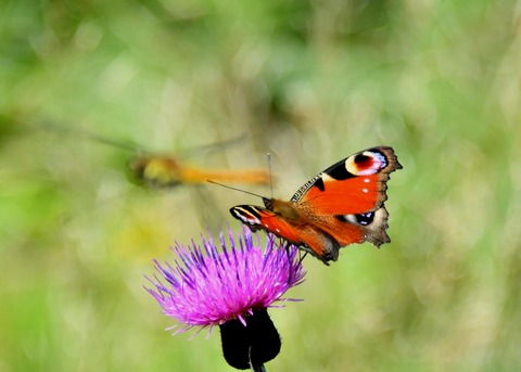 クジャクチョウ2459