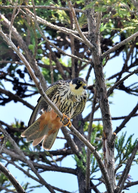 飛ぶ・チゴハヤブサ♂0866