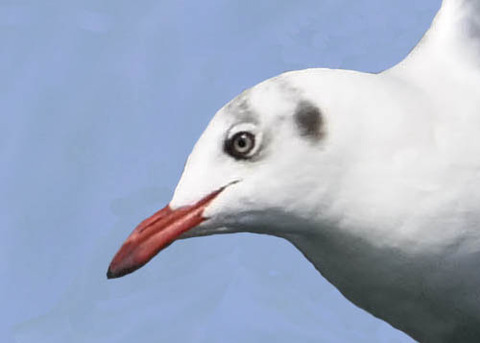 チャガシラカモメ3006