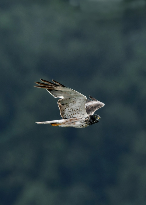 ズグロチュウヒ3177