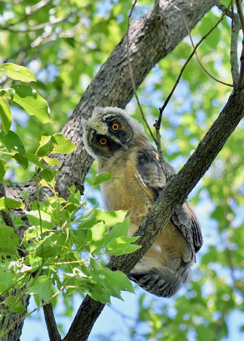 トラフズクのヒナ5873