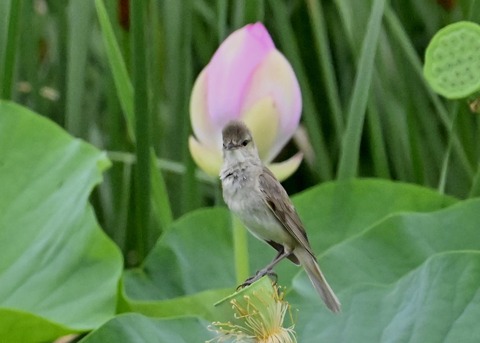 オオヨシキリ9010