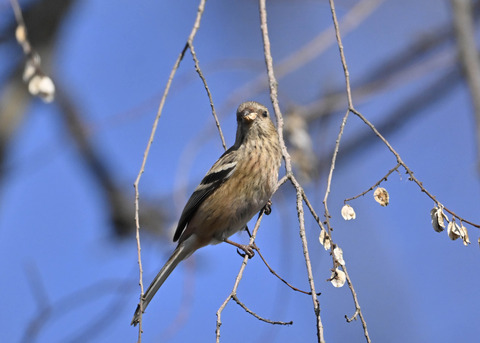 ベニマシコ♀5434