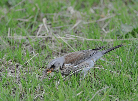 ノハラツグミ2025