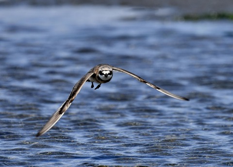 飛ぶ・メダイチドリ2577