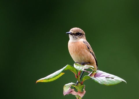 ノビタキ♀冬羽3890