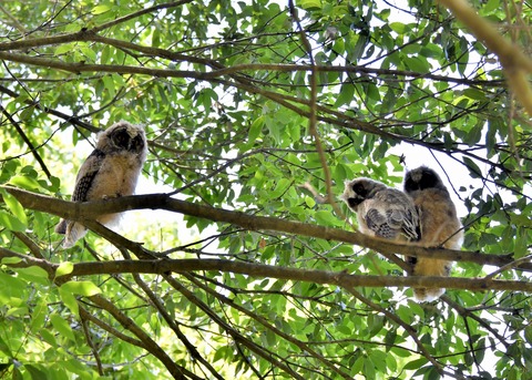 トラフズクのヒナ①②③5258