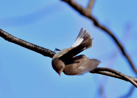 飛ぶ・ニシオジロビタキ♀3720