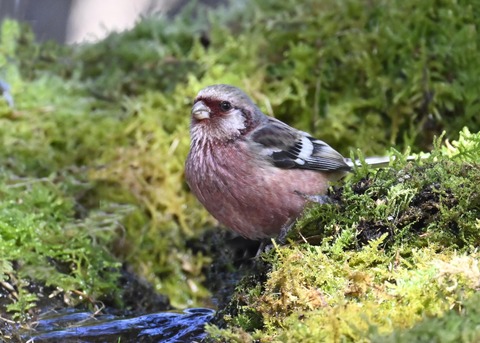 ベニマシコ♂6872