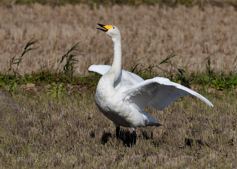 オオハクチョウ4390