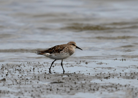 コシジロウズラシギ6319