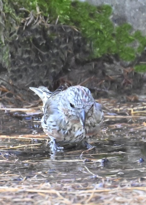 イスカ幼鳥7999