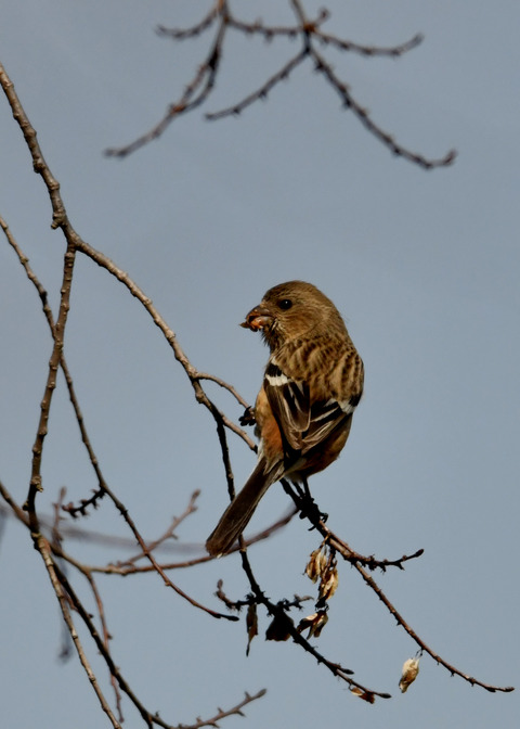 ベニマシコ♀3397