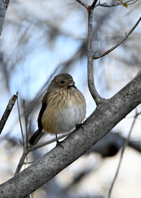 ベニマシコ♀0035