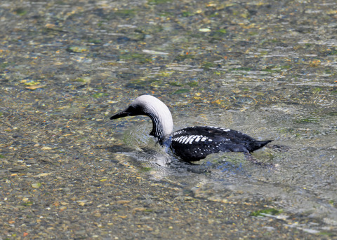 シロエリオオハム夏羽8878