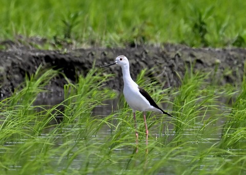 セイタカシギ9262