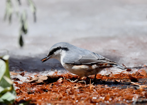 ゴ゛ュウカラ4141