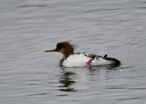 ウミアイサ♀6161