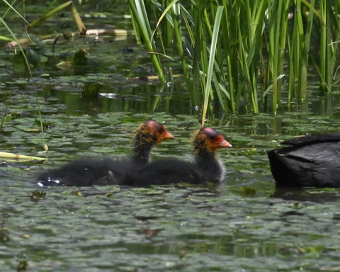 オオバンのひな6143