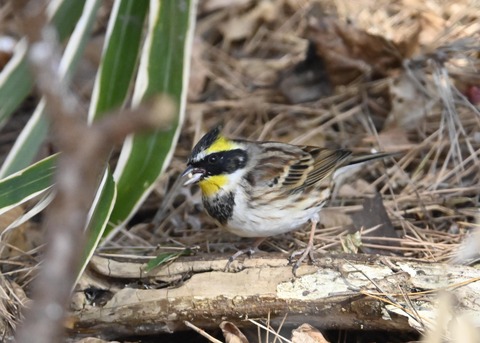 ヤマホオジロ♂4861