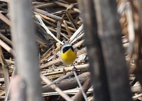 カオグロアメリカムシクイ7084-01