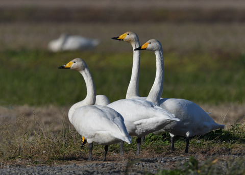 オオハクチョウ5012